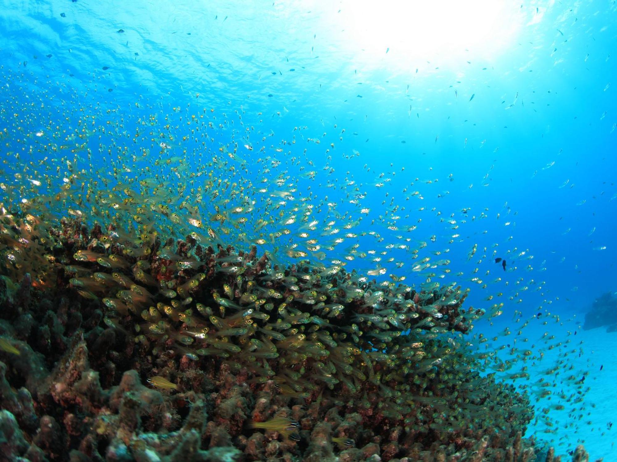 Tokashiku Marine Village Tokashiki Dış mekan fotoğraf